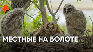 «Как устроен мир»: кто на болоте гость, а кто хозяин?