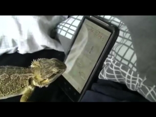 Ящерица играет на телефоне