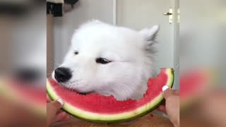 Собака кушает арбуз